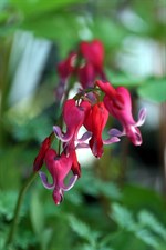 Bleeding Heart Red Fountain