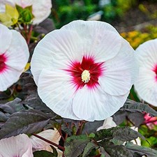 Hibiscus Rock