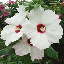 Hibiscus Rock