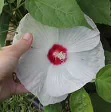 Hibiscus Rock