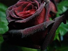 True Blood Black Rare Rose Seeds