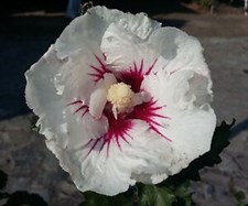 Hibiscus Rose in Sharon