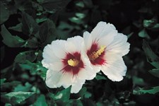 Hibiscus Rose in Sharon