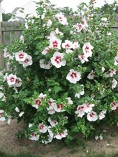 Hibiscus Rose in Sharon
