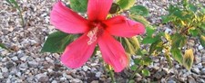 Hibiscus Rose Mallow