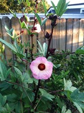 Hibiscus Roselle