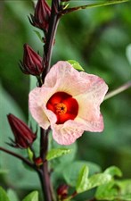 Hibiscus Roselle