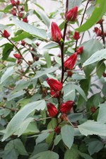 Hibiscus Roselle