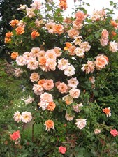 Royal Sunset Climbing Rose Seeds