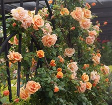 Royal Sunset Climbing Rose Seeds