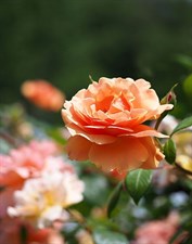 Royal Sunset Climbing Rose Seeds
