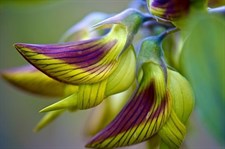 Crotalaria Regal Birdflower Stripes