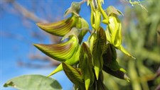 Crotalaria Regal Birdflower Stripes