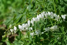 Bleeding Heart Snowdrift