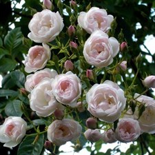 Souvenir de la Malmaison Climbing Rose Seeds