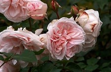 Souvenir de la Malmaison Climbing Rose Seeds