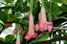 Equadore Pink Datura