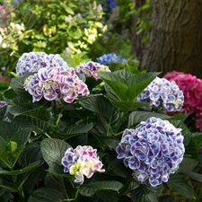 Hydrangea Cityline Mars Flower Seeds