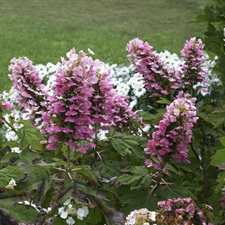 Hydrangea Gatsby Pink Flower Seeds