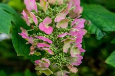 Hydrangea Oakleaf Flower Seeds
