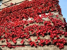 Red Boston Ivy Seeds