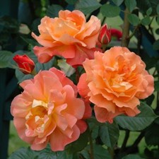 Westerland Climbing Rose Seeds