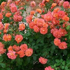 Westerland Climbing Rose Seeds