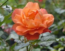Westerland Climbing Rose Seeds