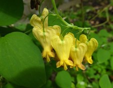Bleeding Heart Yellow Dot