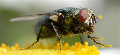Nikon 52mm Reverse Ring