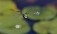 Sigma 70-300 DG Macro