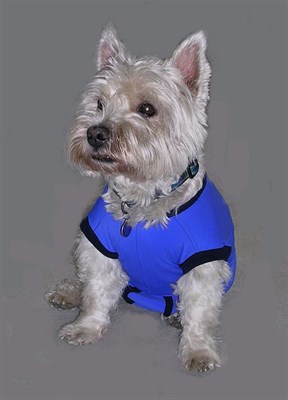 Medical Pet Suit (18)