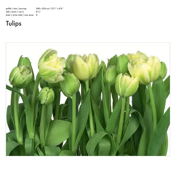 TULIPS