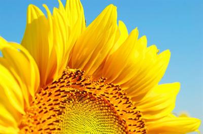 SUNNY SUNFLOWER