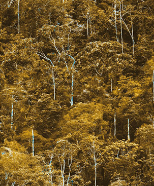 TREE TOP TREASURE - CROWN WALLPAPER ROLLS