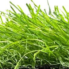 40MM - ARTIFICIAL GRASS CARPET (ASTRO TURF) - PER SQ FT