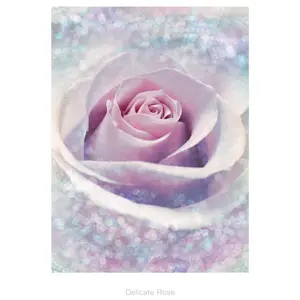 DELICATE ROSE