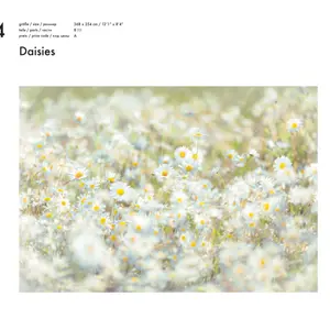 DAISIES