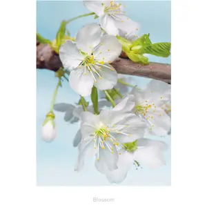 BLOSSOM