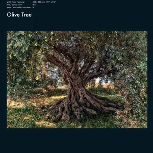 OLIVE TREE
