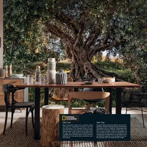 OLIVE TREE