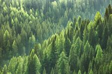 GREEN HAVEN