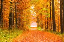 AUTUMN ROAD