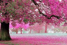 PINK MAGNOLIA