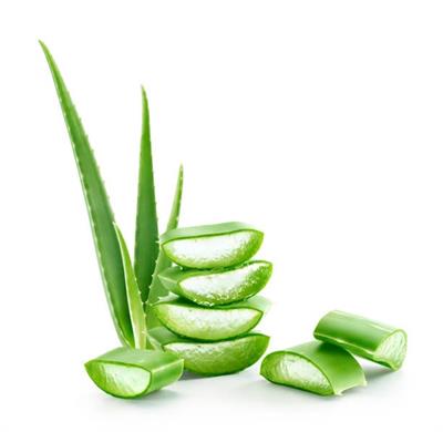 Aloe Vera Fresh Leaves ایلوویرا کے پتے (1 kg)