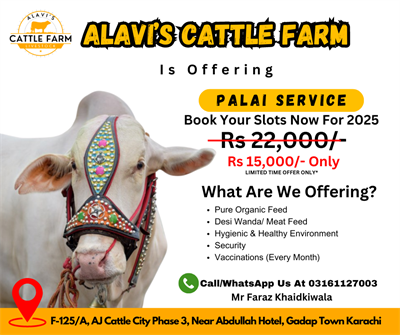 Affordable Cow Palai Services in Karachi | High-Quality & Budget-Friendly Solutions