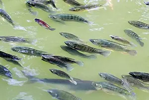 550 GSM Heavy-Duty PVC Coated Biofloc Fish Farming Tank