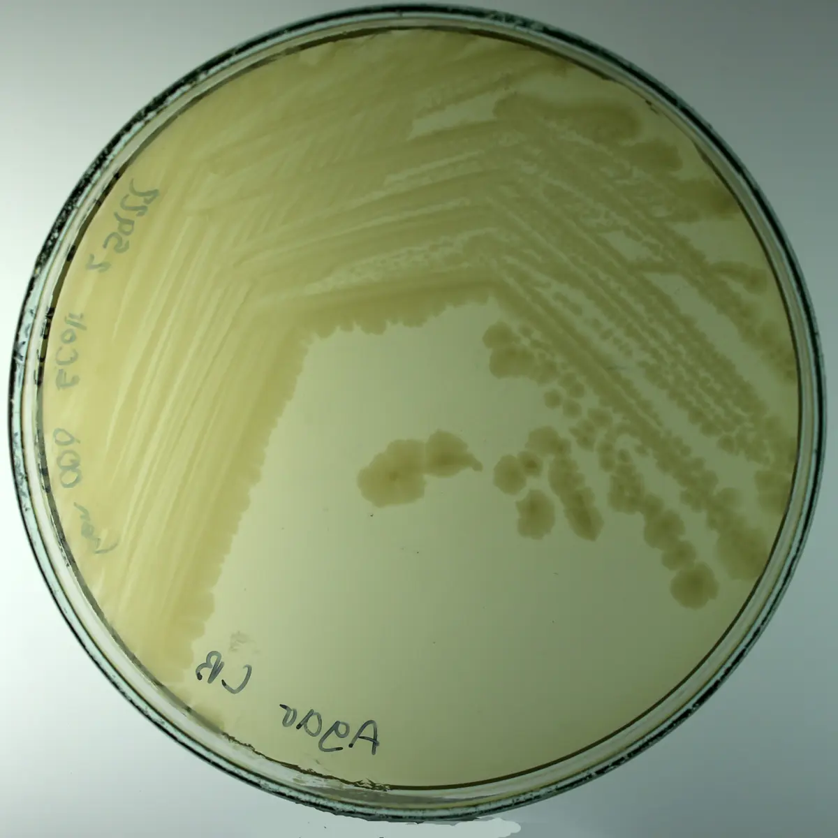 Escherichia coli (Migula) Castellani and Chalmers (each) ATCC
