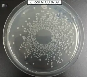 Escherichia coli (Migula) Castellani and Chalmers (each) ATCC