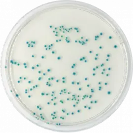 TBX Chromogenic Agar (Tryptone Bile X-Glucuronide) 500 gm